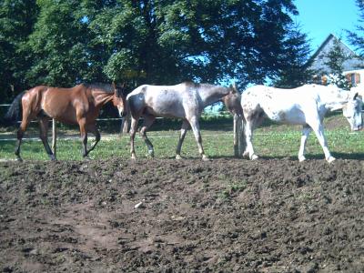 Jazz ,Lougarou , Gulliver